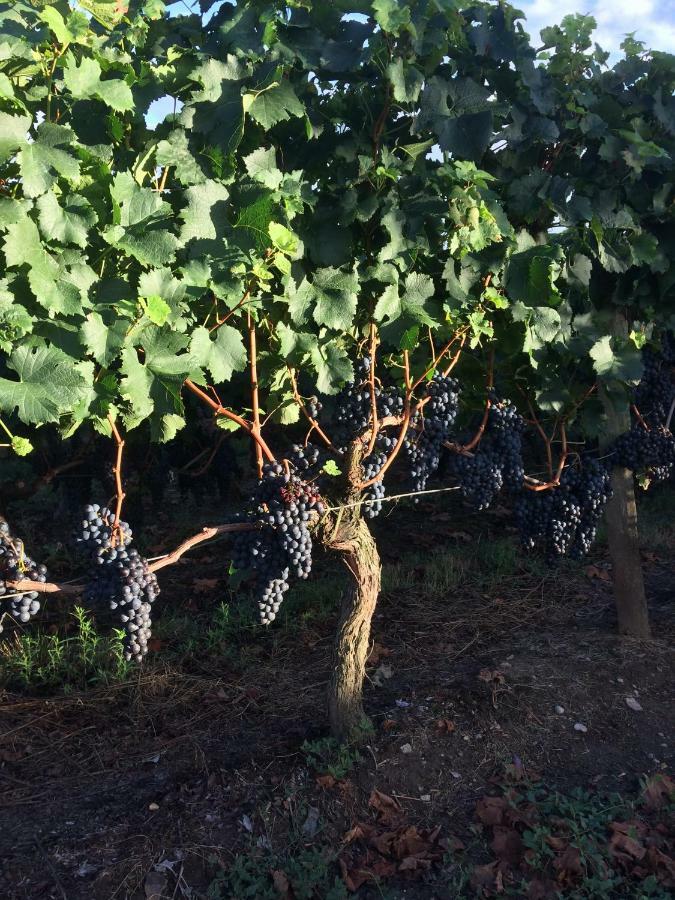 Au Charmant Des Vignes Montagne  Exterior photo
